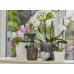 PLANTENSPUIT 1 L E6